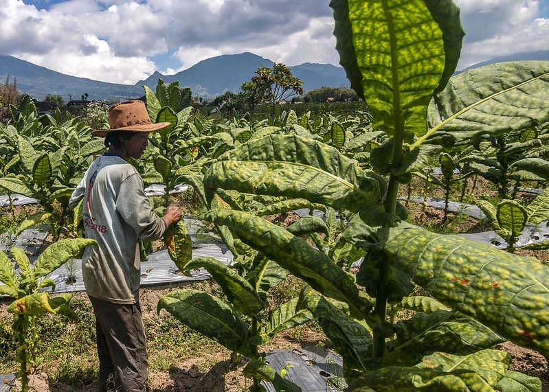 Pelaku Seni dan Budaya Minta Aturan Tembakau Terpisah dari RPP&nbsp;Kesehatan