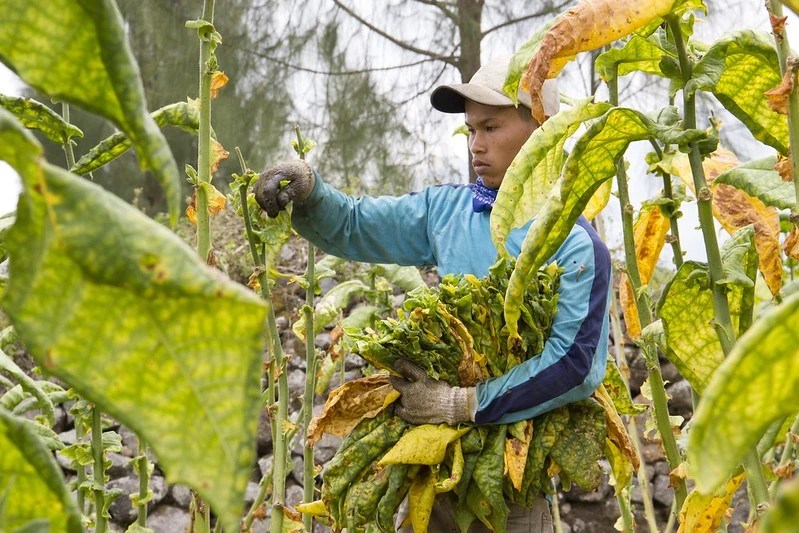 Idul Fitri, Merayakan Kesucian Emas Hijau dan Emas&nbsp;Hitam
