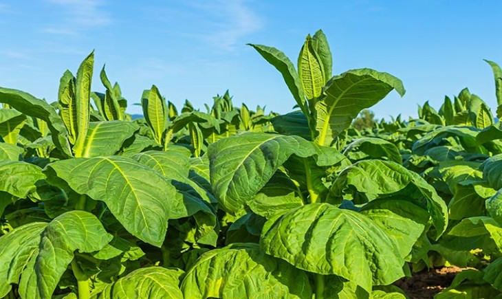 Kabupaten Limapuluh Kota Lahirkan Tembakau Terbaik di Sumatera&nbsp;Barat