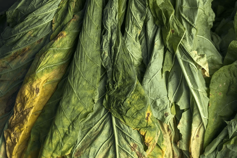 Soal Urusan Tembakau, Kementerian Kesehatan Jadi Kementerian Paling&nbsp;Ribet