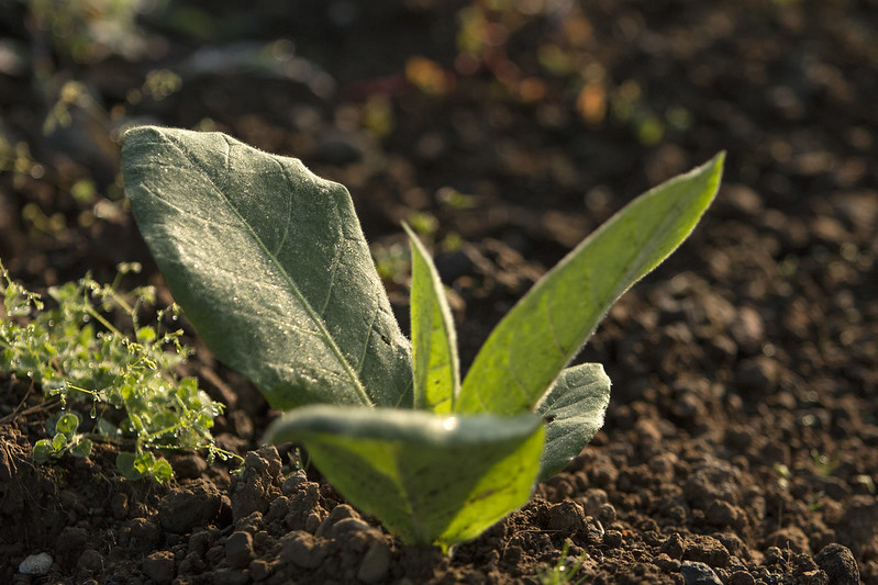 Jalan Terjal Musim Tembakau 2024: Dari Pamekasan hingga Lombok Timur
