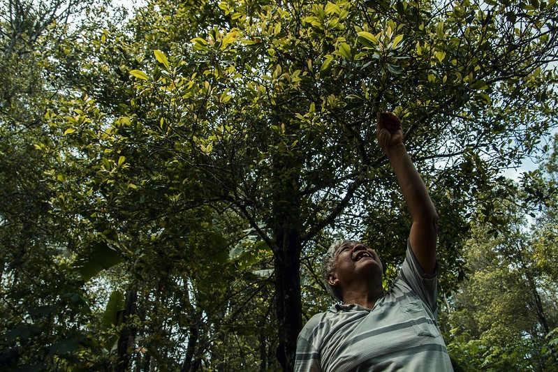 Panen Cengkeh Melimpah, tapi Dihantui Harga yang Menurun Drastis