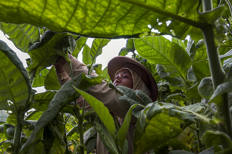 Zonasi 200 Meter Adalah Cara Terburuk Negara Menghadang Laju Penjualan&nbsp;Rokok